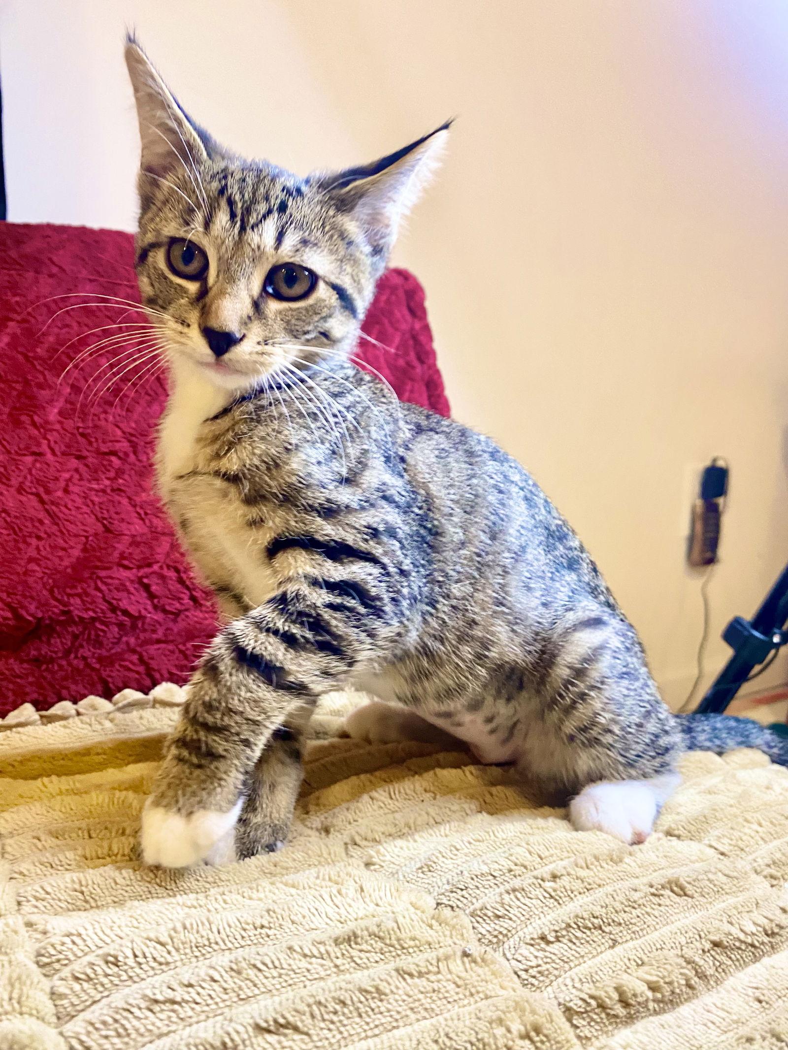 Enlarge Tygra, a Adoptable Tabby in Cuyahoga Falls, OH image 3/3