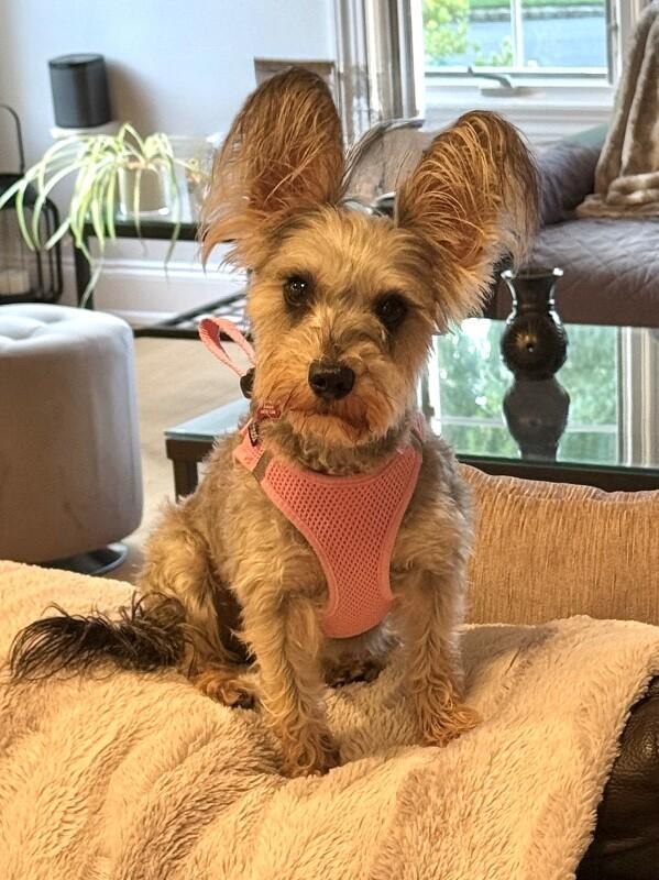 Enlarge Roxi, a Adoptable mixed breed in Berkeley Heights, NJ image 1/6