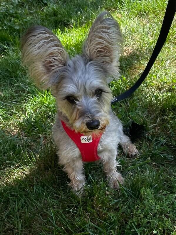 Enlarge Roxi, a Adoptable mixed breed in Berkeley Heights, NJ image 2/6