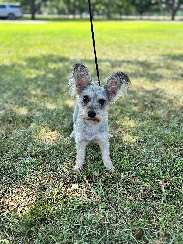 Enlarge Roxi, a Adoptable mixed breed in Berkeley Heights, NJ image 5/6