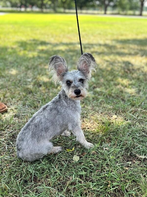 Enlarge Roxi, a Adoptable mixed breed in Berkeley Heights, NJ image 6/6