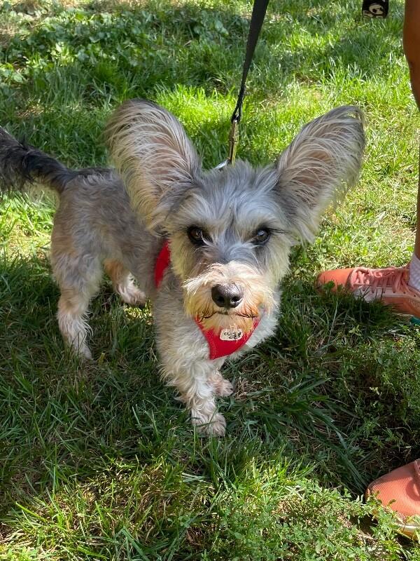 Enlarge Roxi, a Adoptable mixed breed in Berkeley Heights, NJ image 3/6
