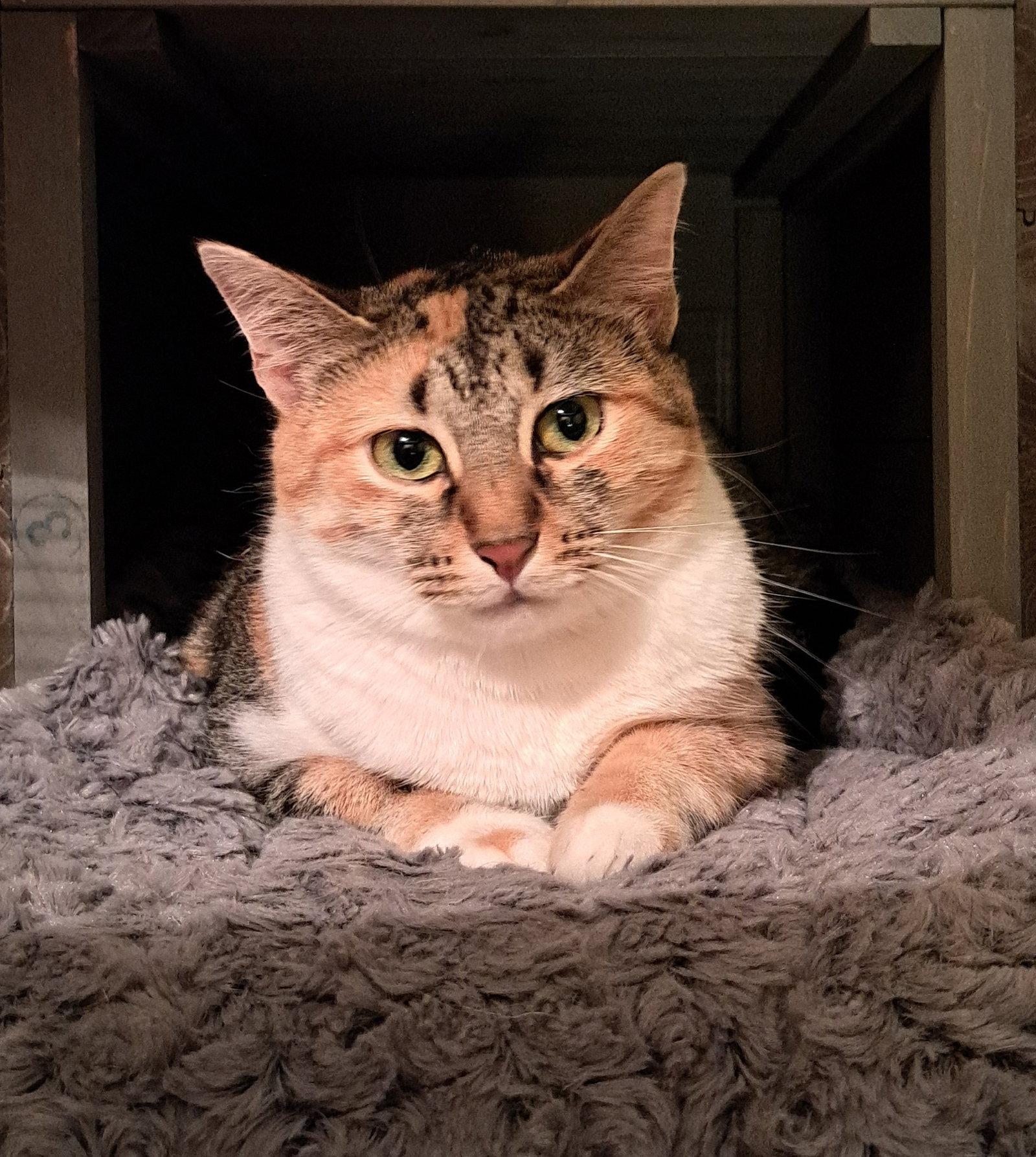 Enlarge Katsu, a Adoptable Calico in McKinney, TX image 1/3