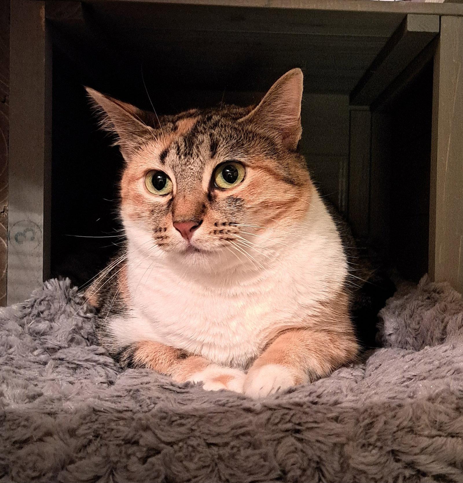 Enlarge Katsu, a Adoptable Calico in McKinney, TX image 2/3