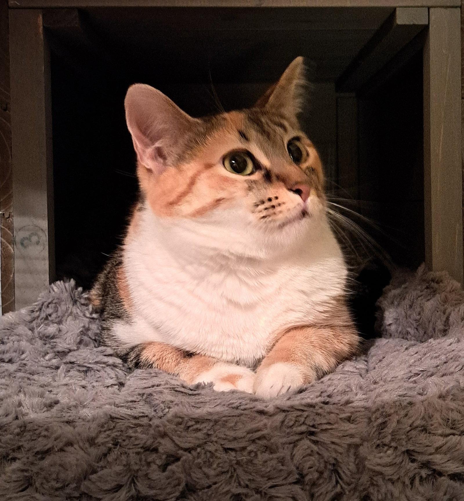 Enlarge Katsu, a Adoptable Calico in McKinney, TX image 3/3