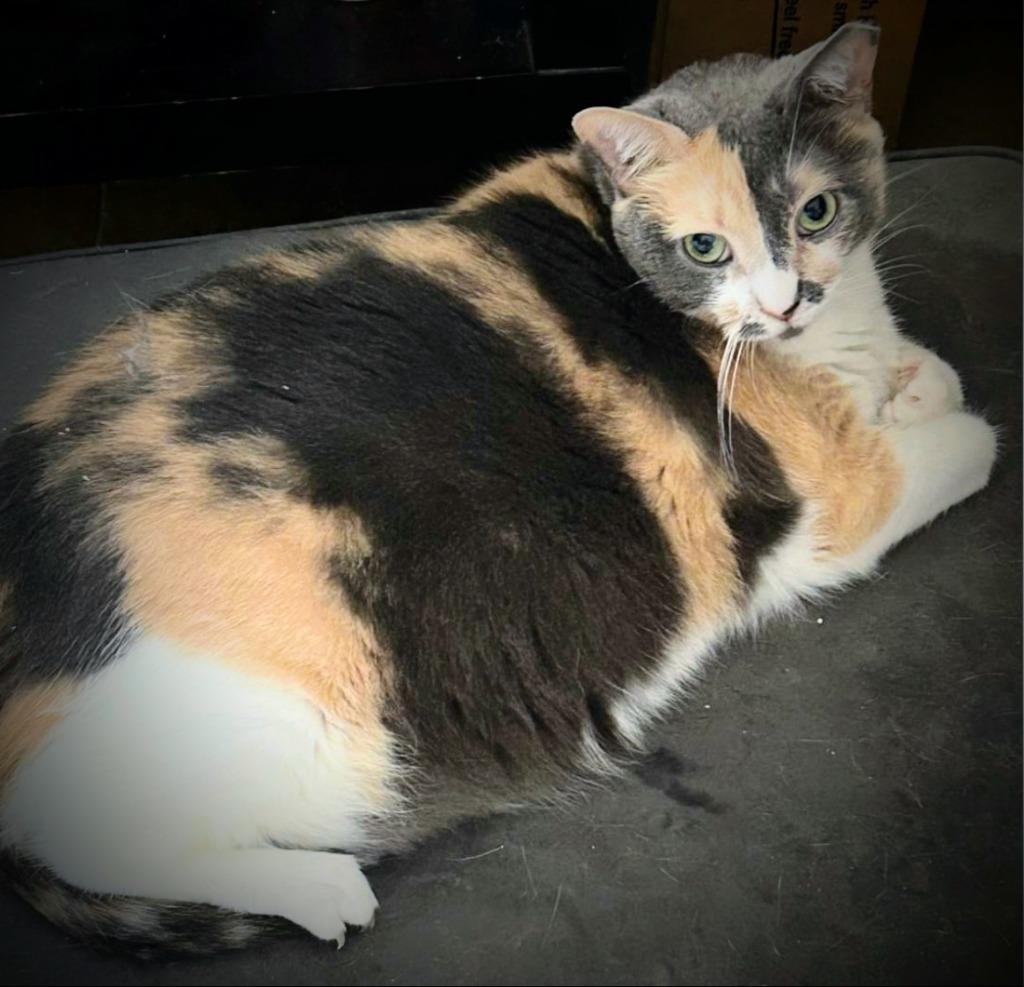 Bella, Adoptable, Adult Female Calico.