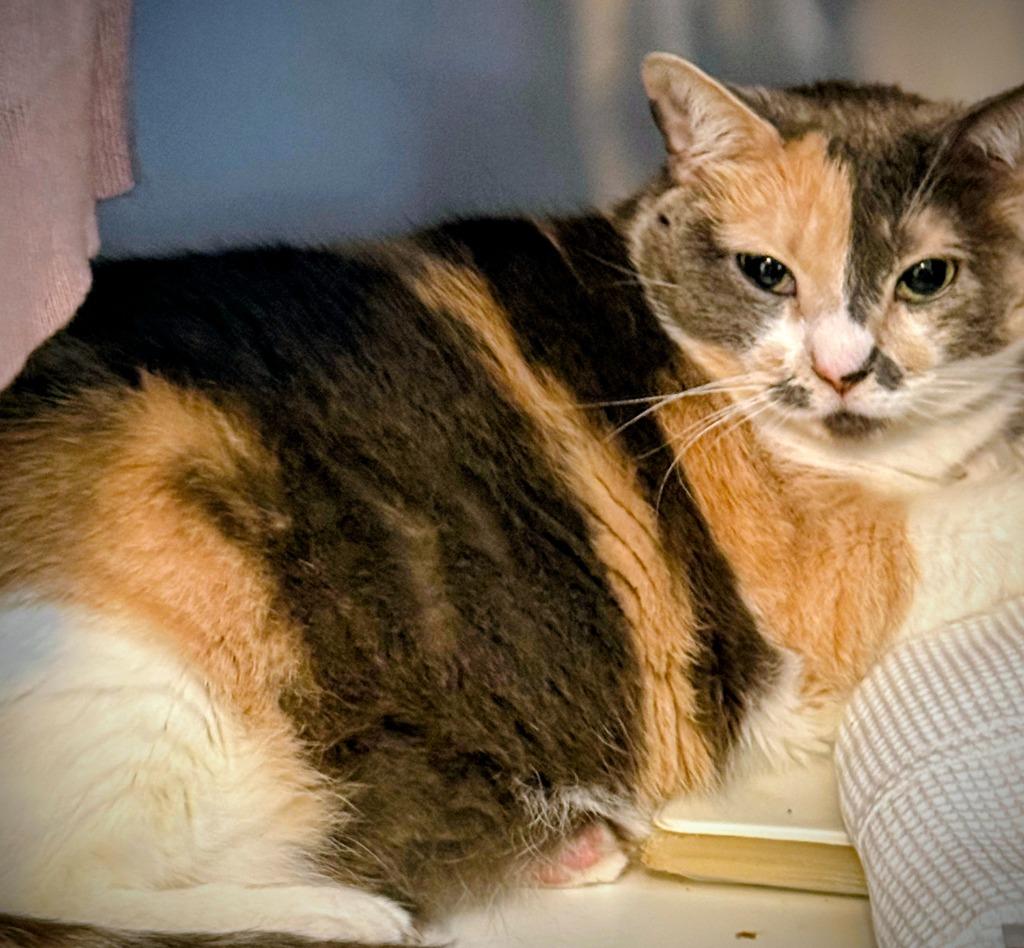Enlarge Bella, a Adoptable Calico in Fort Myers, FL image 2/3