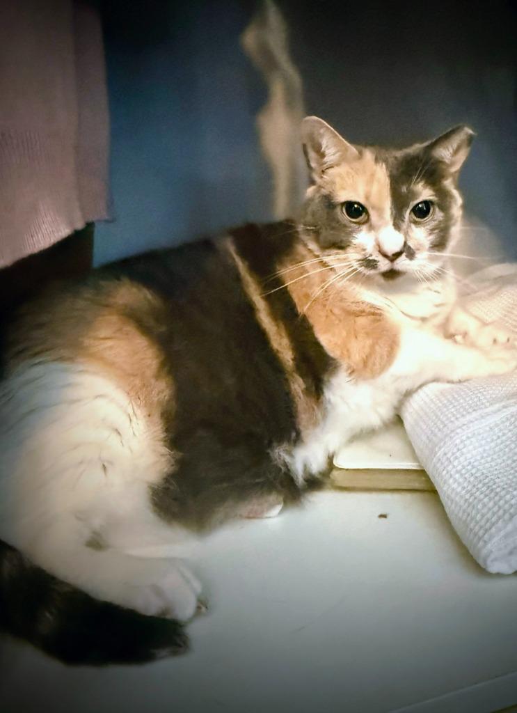 Enlarge Bella, a Adoptable Calico in Fort Myers, FL image 3/3