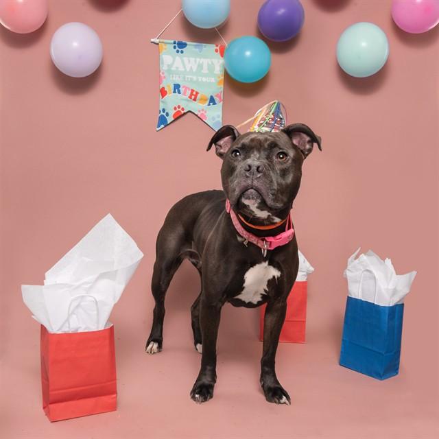 Enlarge XENA, a Adoptable Pit Bull Terrier in Saint Louis, MO image 1/1