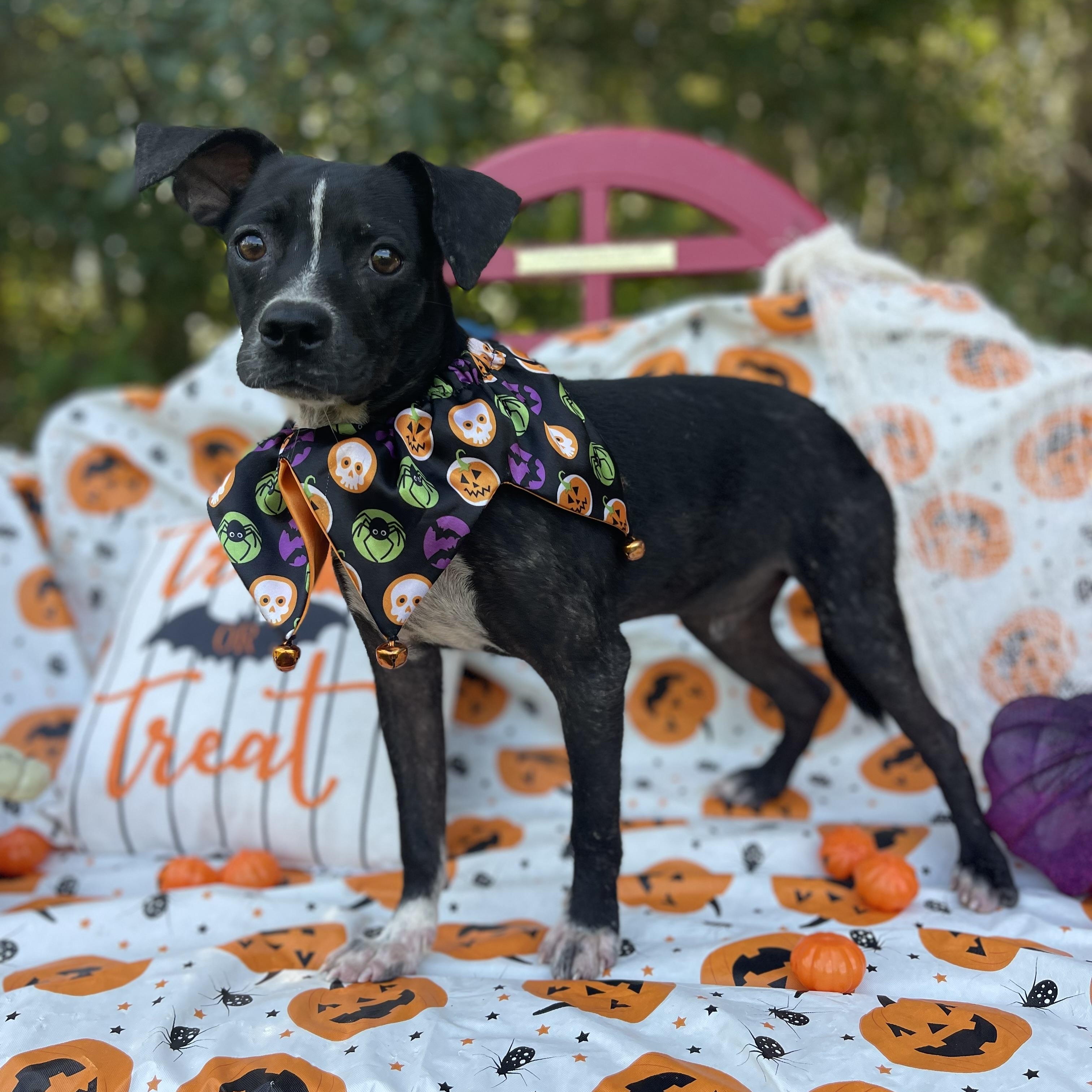 Ronald & Clyde (bonded pair)