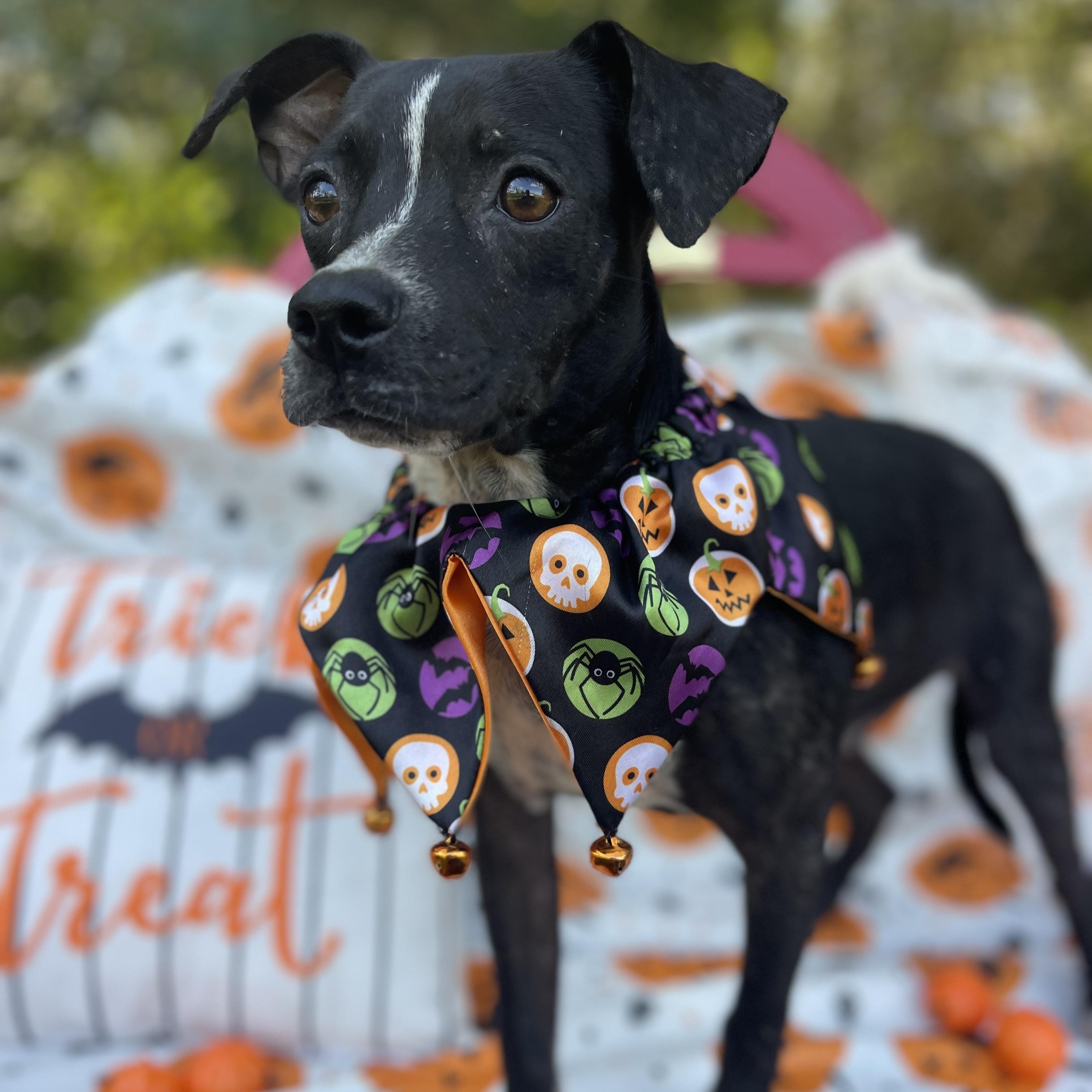 Ronald & Clyde (bonded pair)