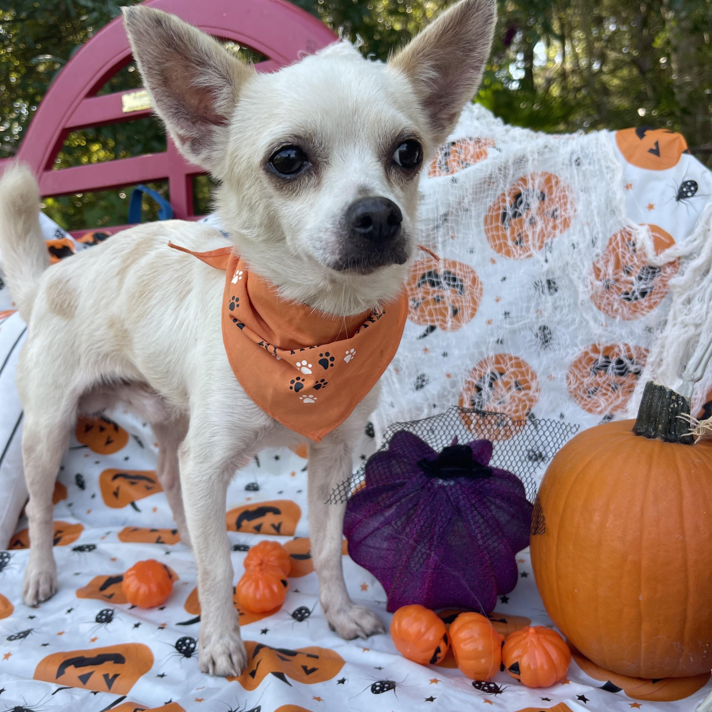 Ronald & Clyde (bonded pair)