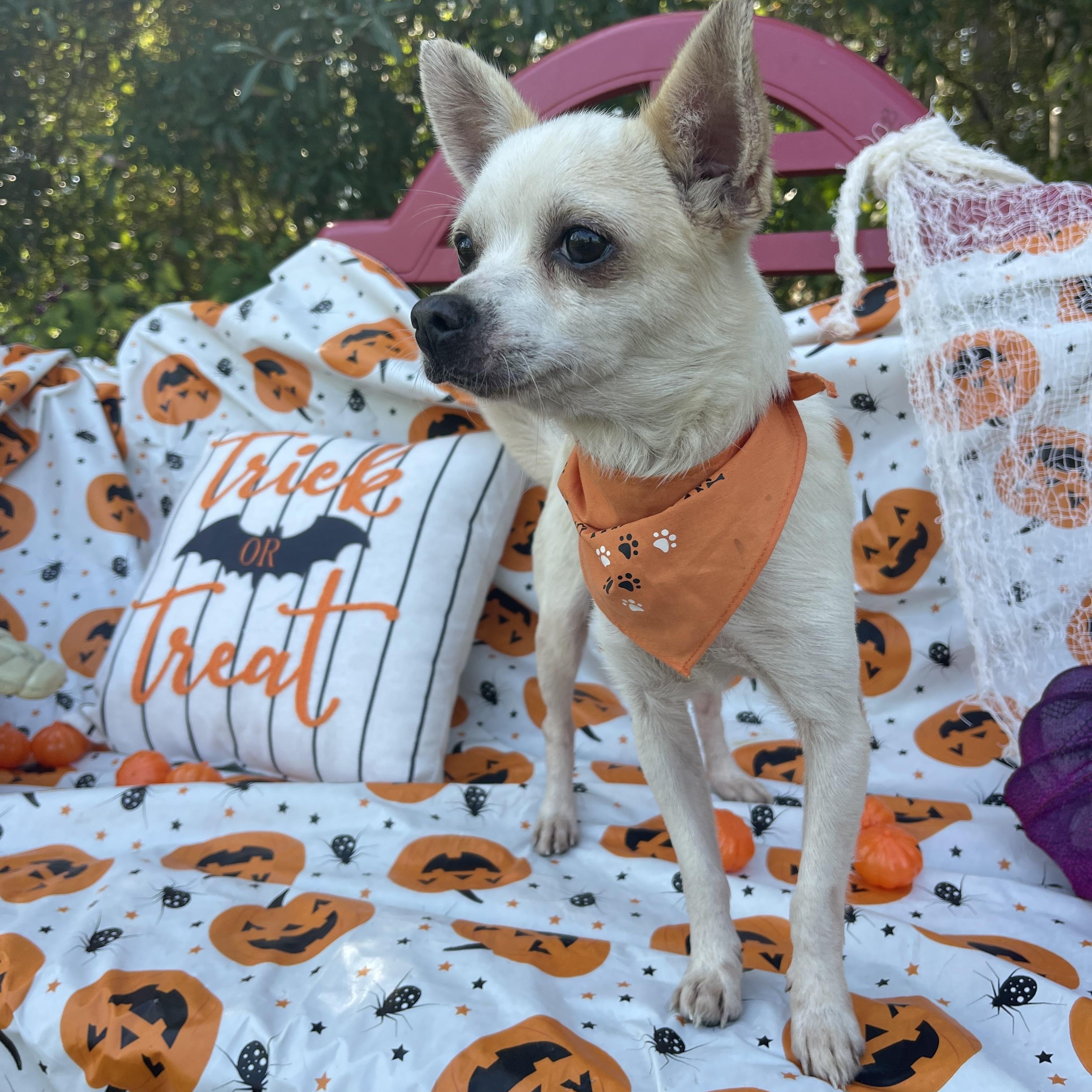 Ronald & Clyde (bonded pair)