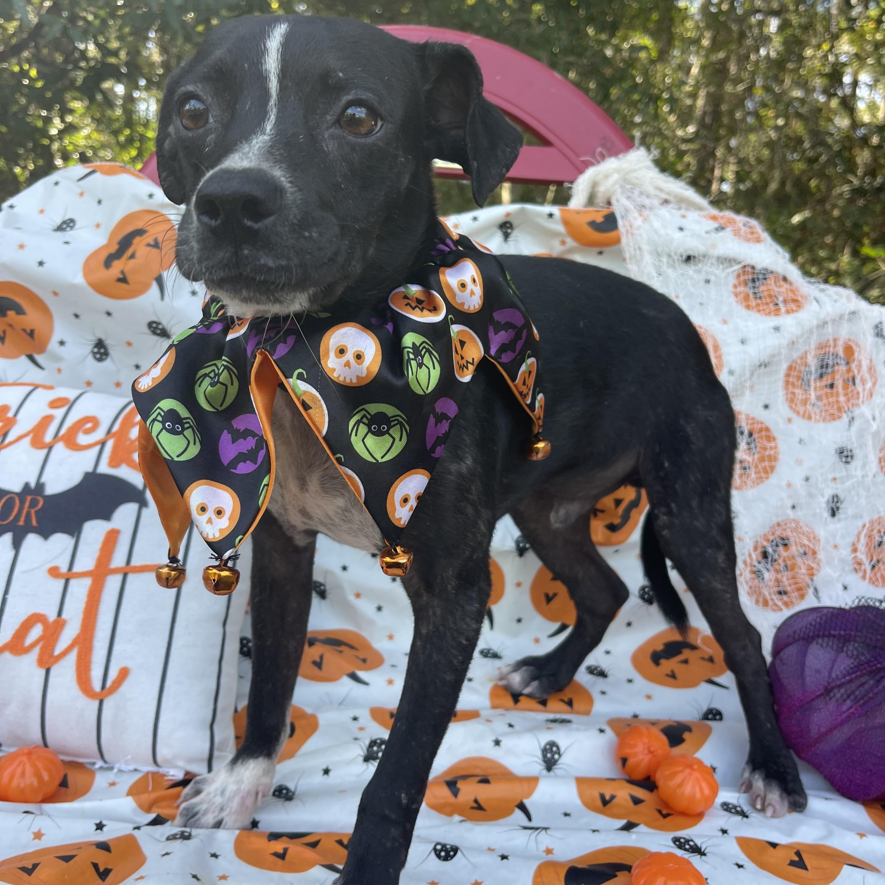 Ronald & Clyde (bonded pair)