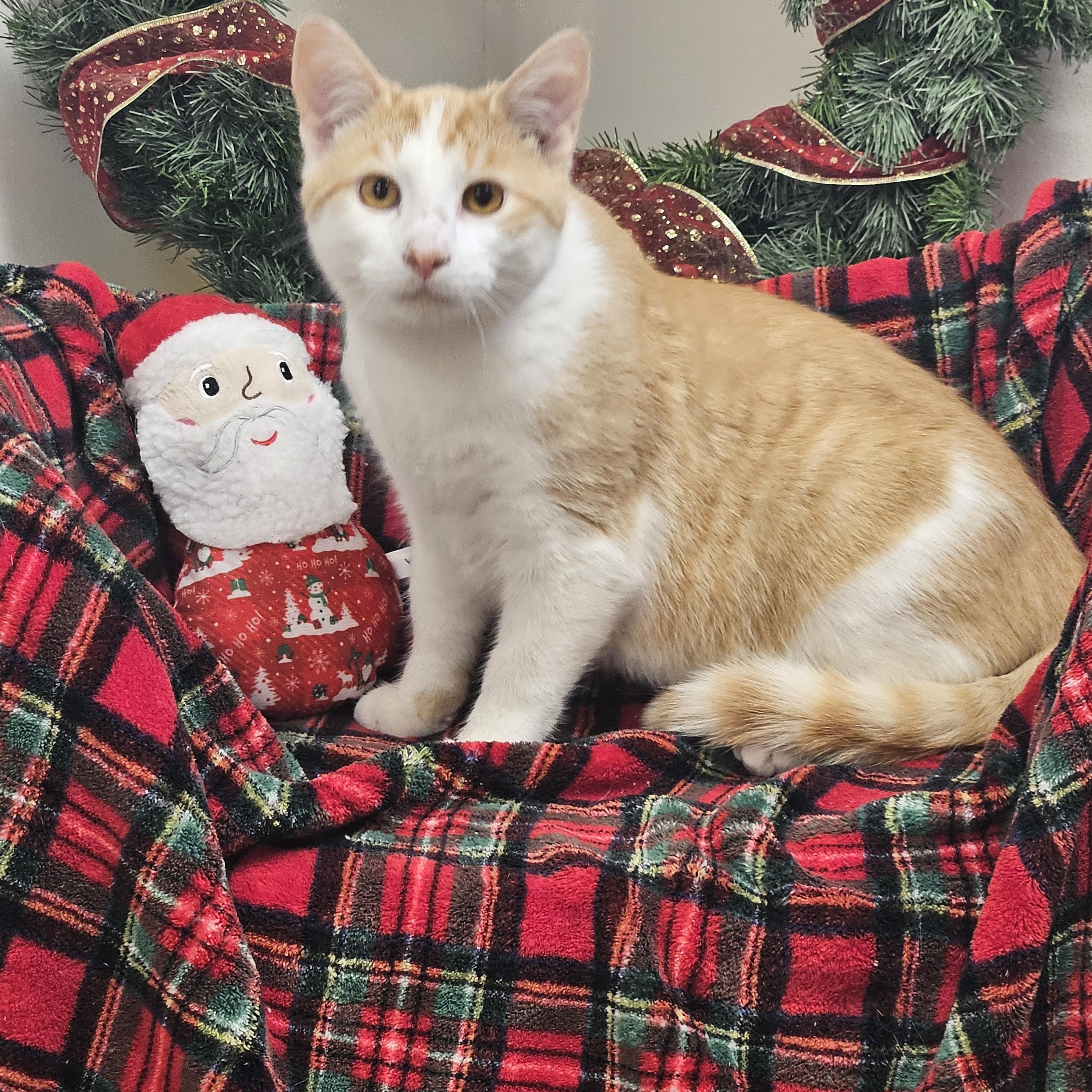 Enlarge Pumpkin, a Adoptable Tabby in Bluffton, IN image 1/1