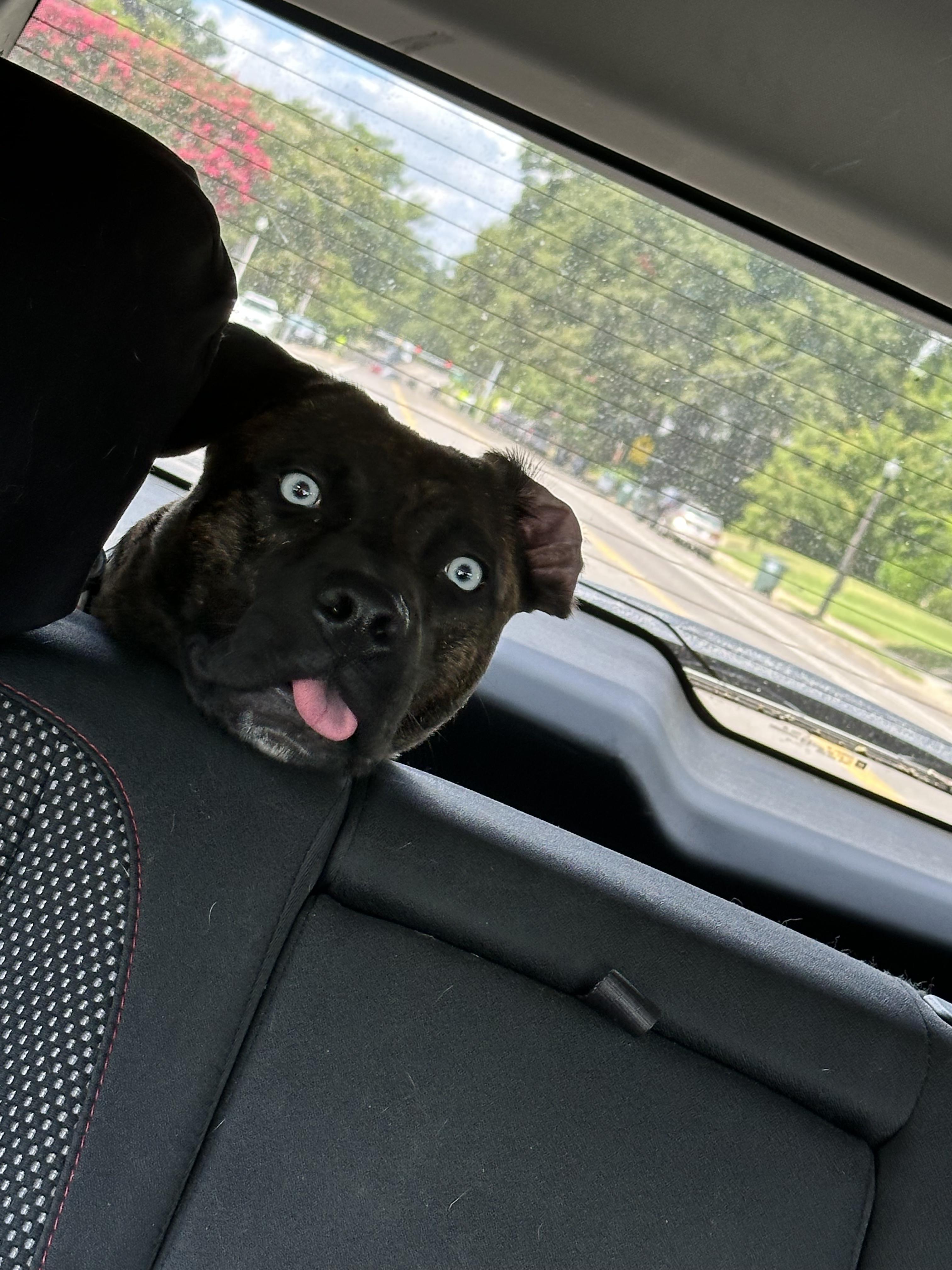 Chip, Adoptable, Young Male Mixed Breed.