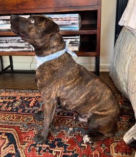 Chip, Adoptable, Young Male Mixed Breed.