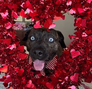 Chip, Adoptable, Young Male Mixed Breed.