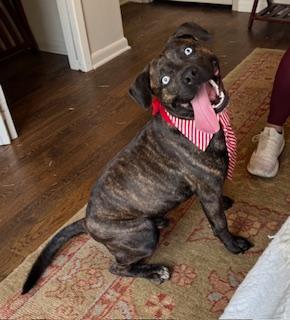 Chip, Adoptable, Young Male Mixed Breed.