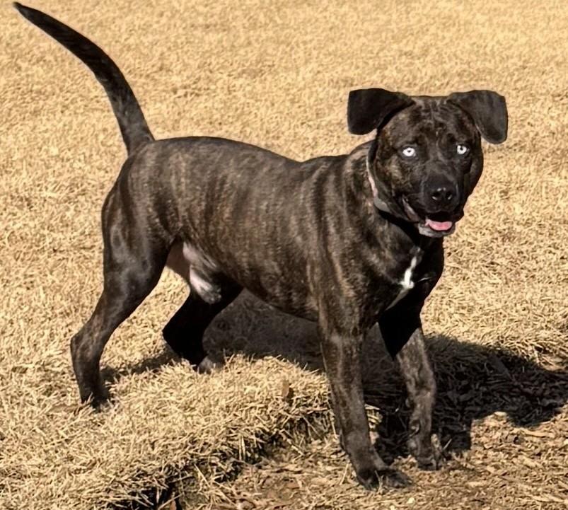Chip, a Adoptable mixed breed in Arlington, TN image 1/6