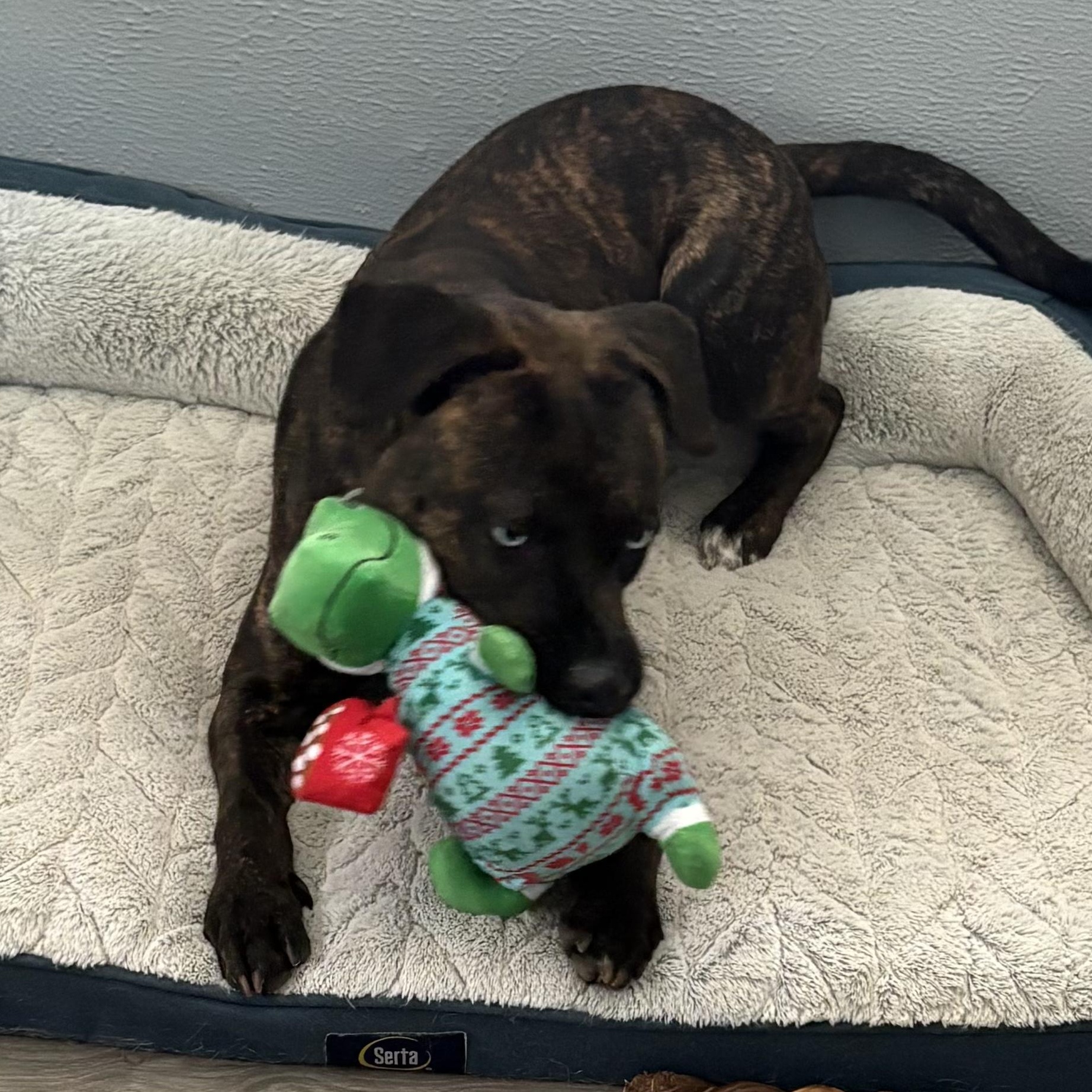 Chip, Adoptable, Young Male Mixed Breed.