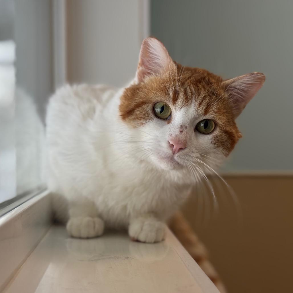 Duck, Adoptable, Adult Male Domestic Short Hair.