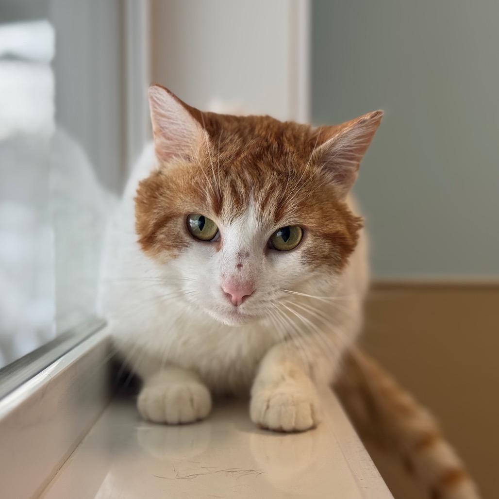 Duck, a Adoptable Domestic Short Hair in Saskatoon, SK image 2/2