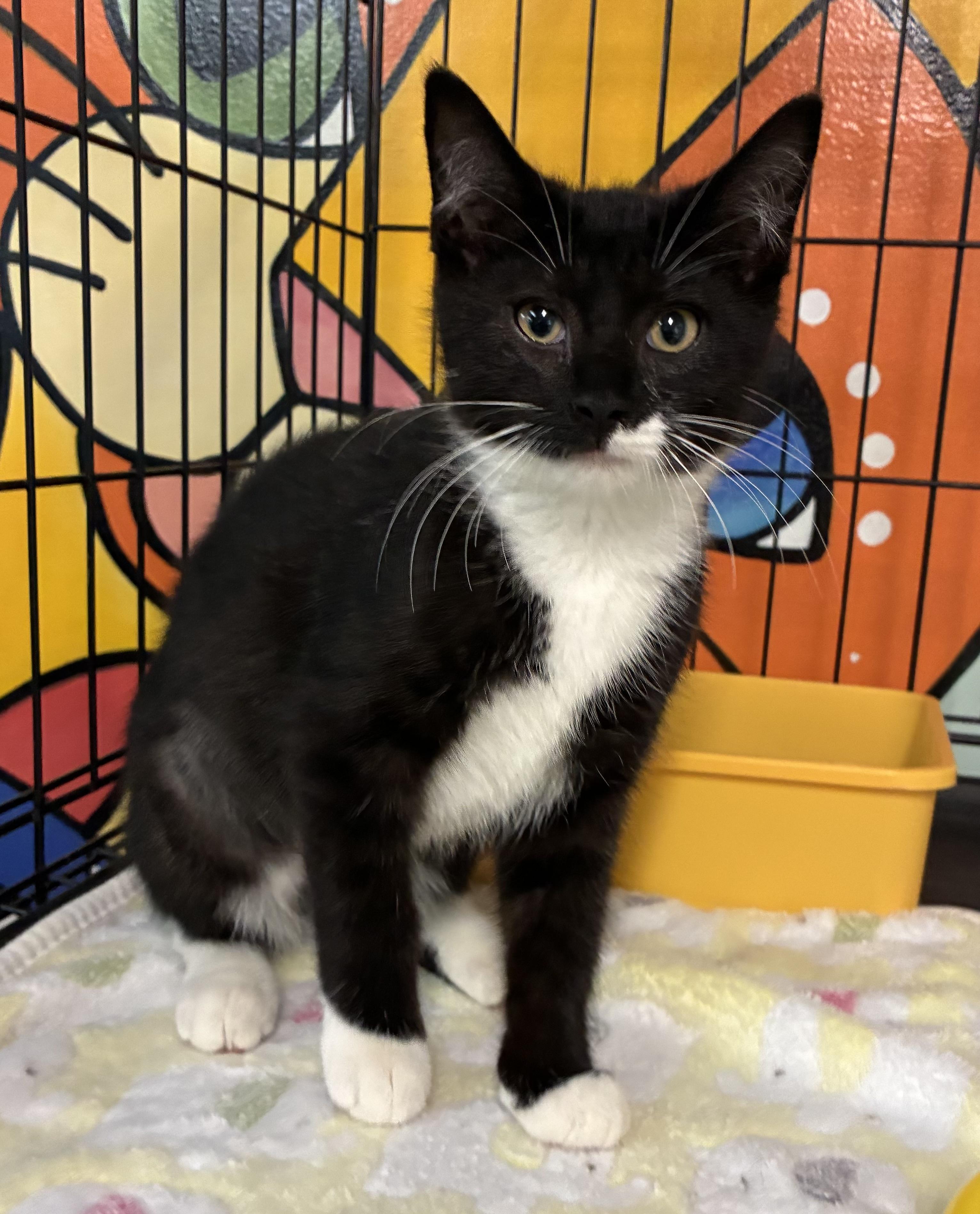 Ring Ding, a ADOPTABLE Domestic Short Hair in Breinigsville, PA image 1/2