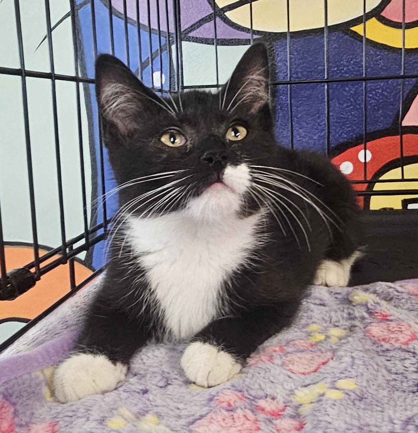 Ring Ding, a ADOPTABLE Domestic Short Hair in Breinigsville, PA image 2/2