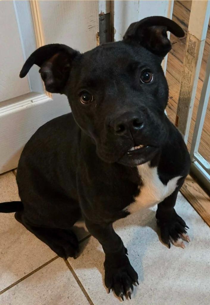 Sir Midnight Missletoes, Adopted, Puppy Male Cane Corso.