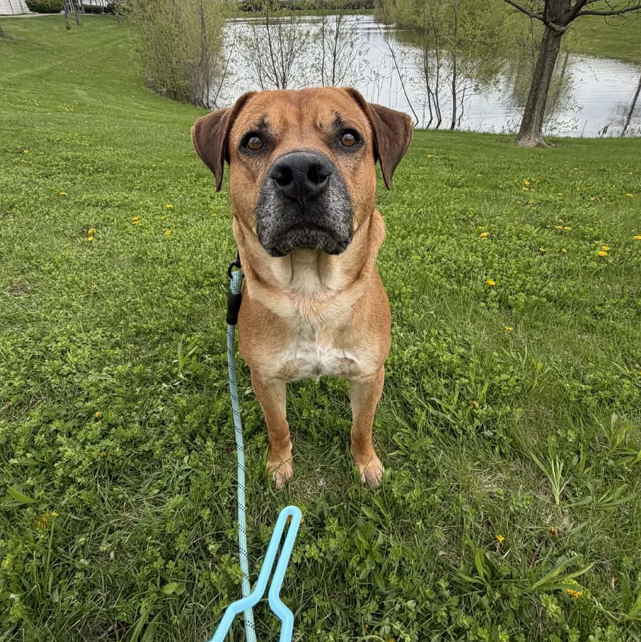 Silver, ADOPTABLE, Adult Male Mixed Breed.