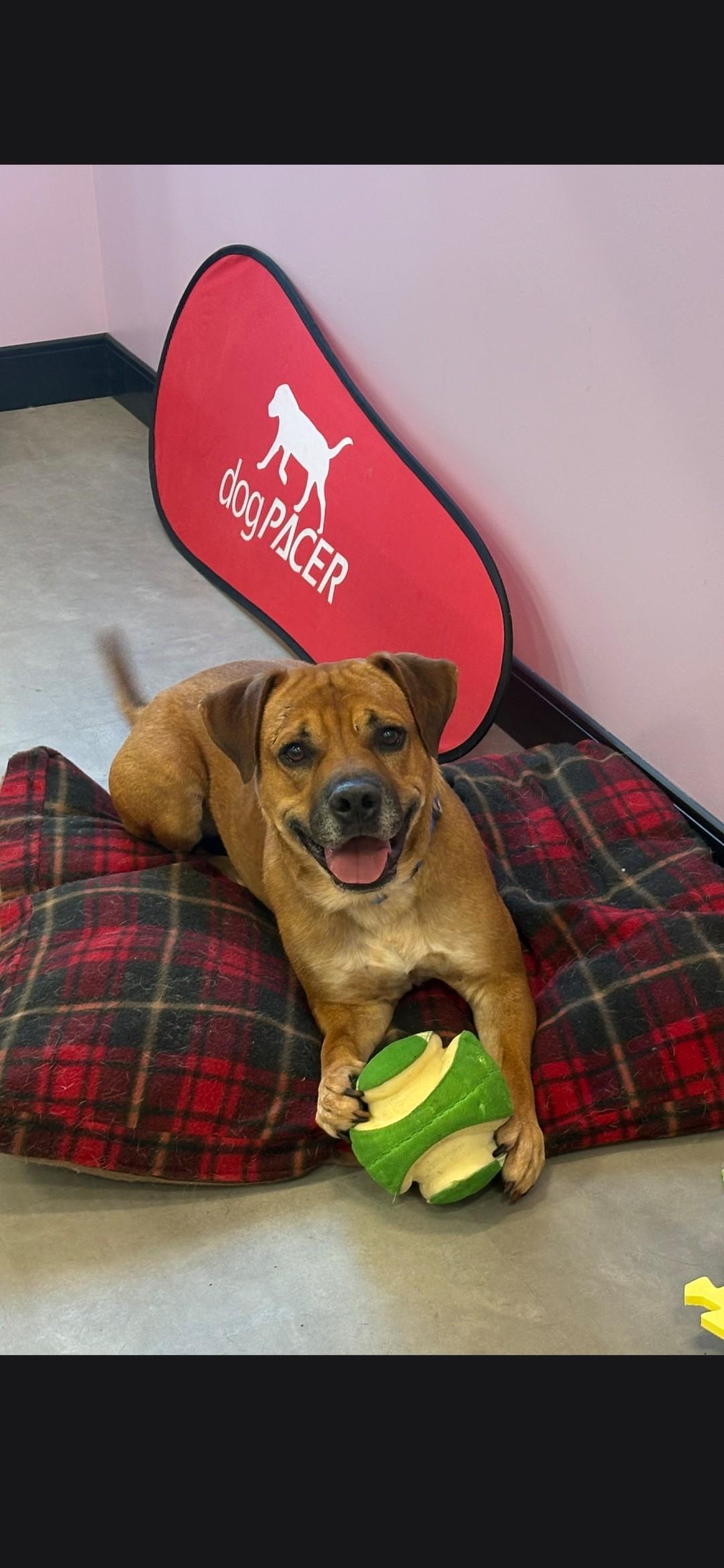 Silver, ADOPTABLE, Adult Male Mixed Breed.