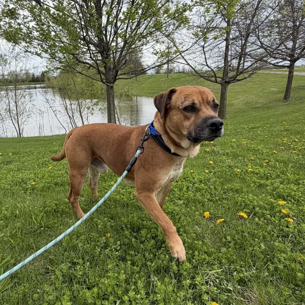 Enlarge Silver, a ADOPTABLE Mixed Breed in Aurora, IL image 6/6
