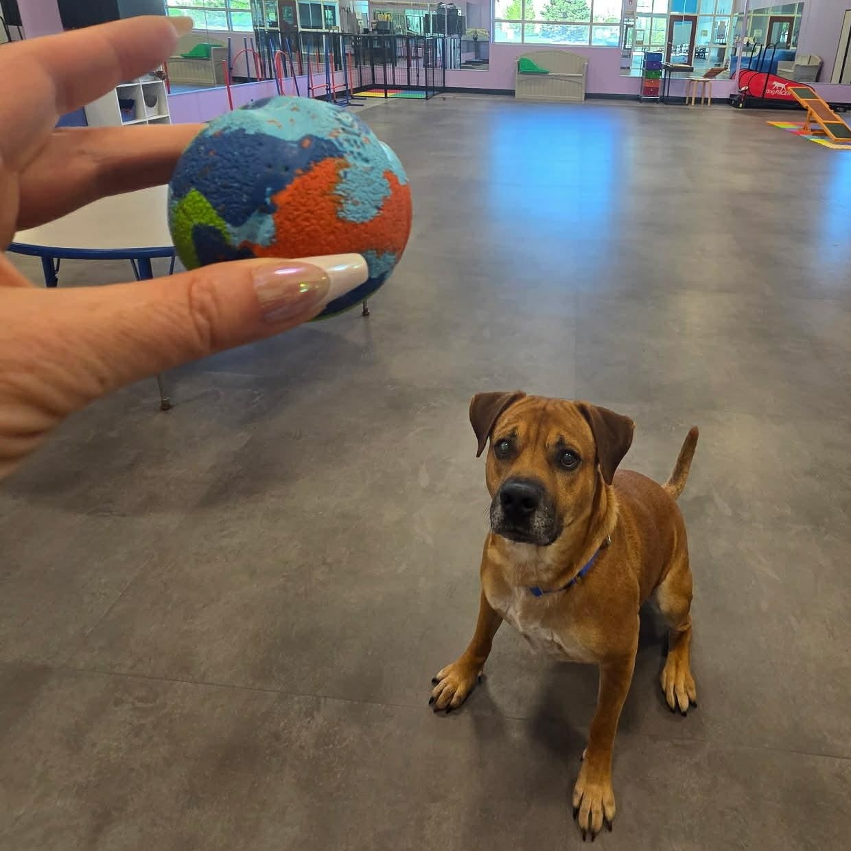 Enlarge Silver, a ADOPTABLE Mixed Breed in Aurora, IL image 5/6