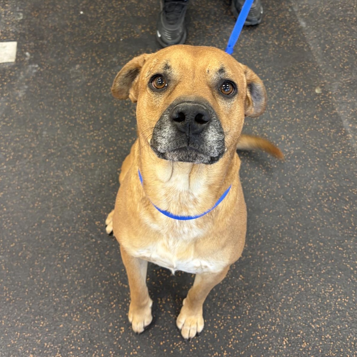 Enlarge Silver, a ADOPTABLE Mixed Breed in Aurora, IL image 3/6