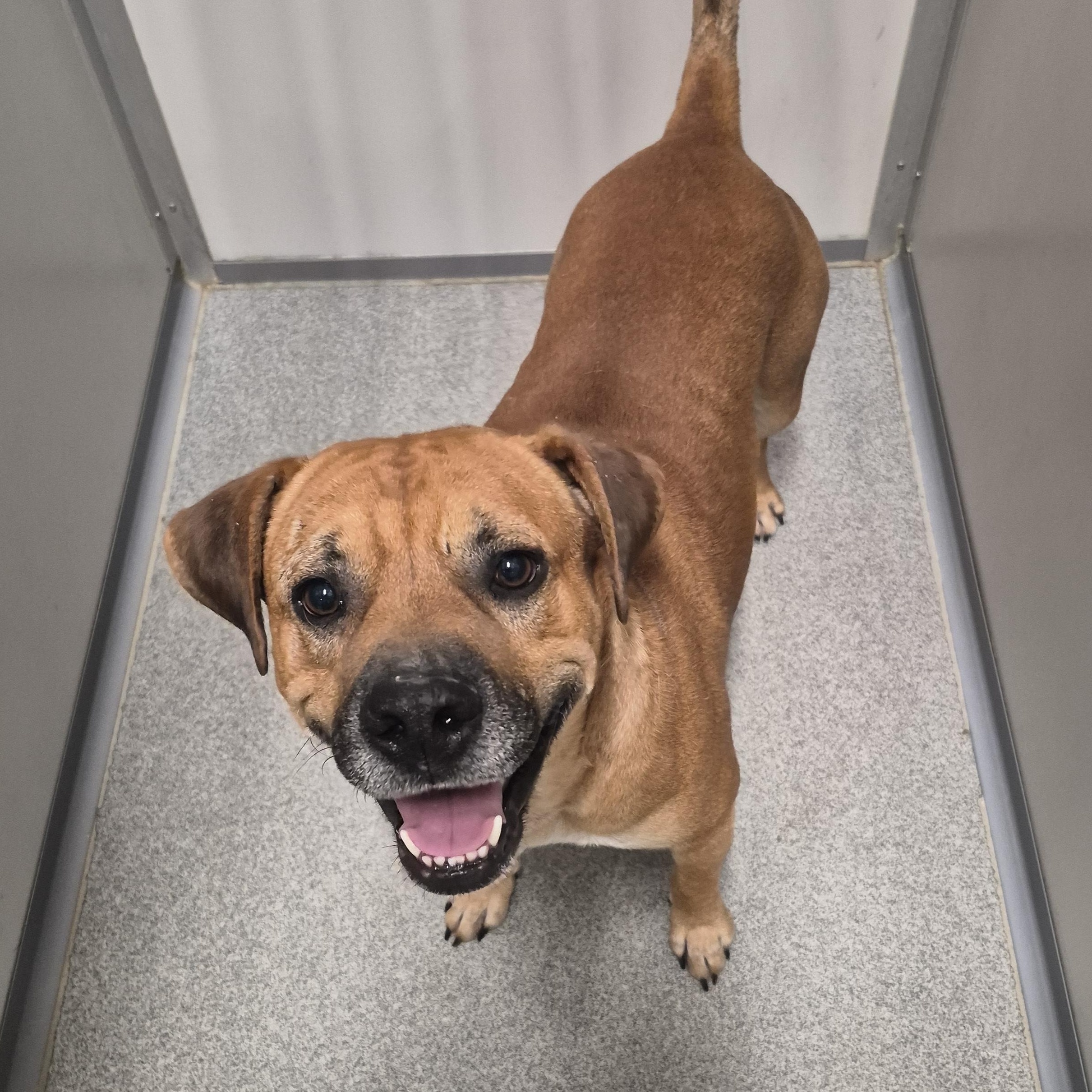 Enlarge Silver, a ADOPTABLE Mixed Breed in Aurora, IL image 2/6