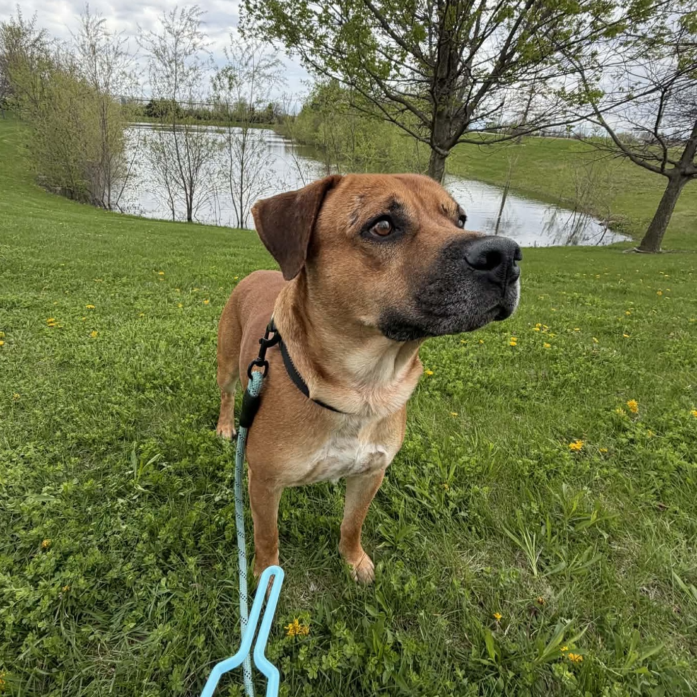 Enlarge Silver, a ADOPTABLE Mixed Breed in Aurora, IL image 4/6