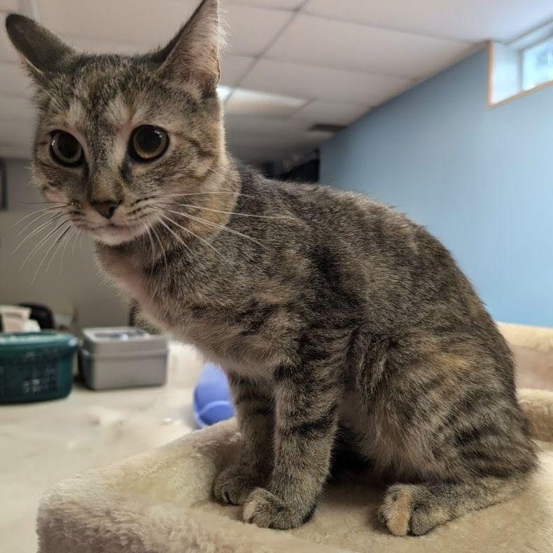 Birthday Wish, an adopted Domestic Short Hair in Lake Orion, MI image 2/3
