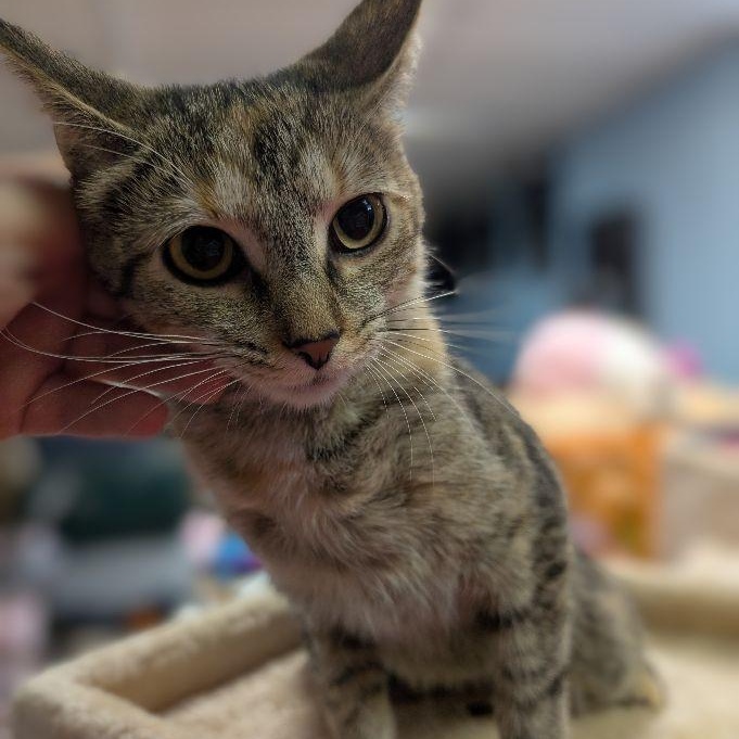 Birthday Wish, an adopted Domestic Short Hair in Lake Orion, MI image 3/3