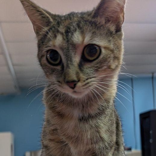 Birthday Wish, an adopted Domestic Short Hair in Lake Orion, MI image 1/3