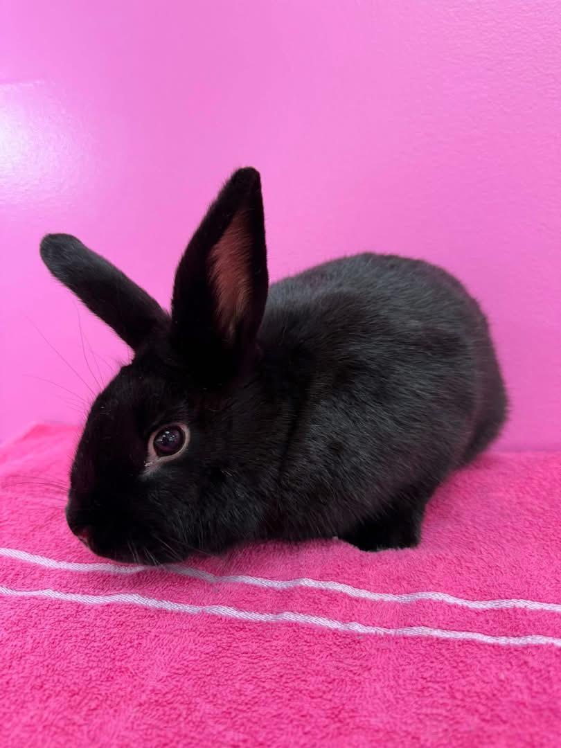 Ukulele, Adoptable, Young Male New Zealand.