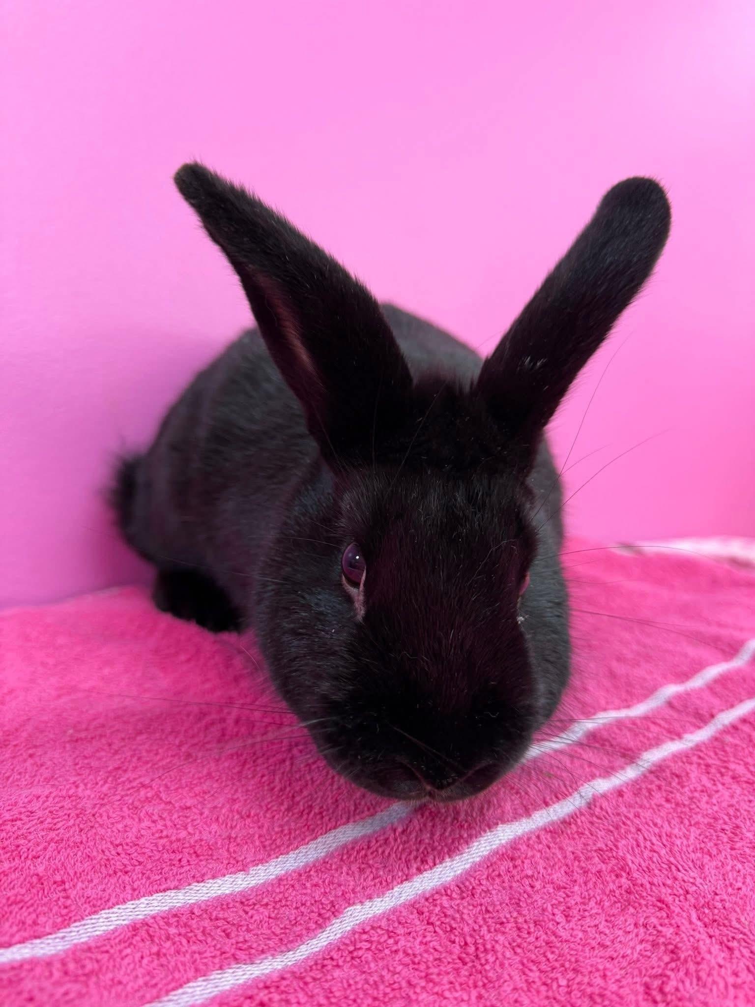 Enlarge Ukulele, a Adoptable New Zealand in St. Charles, MO image 2/2