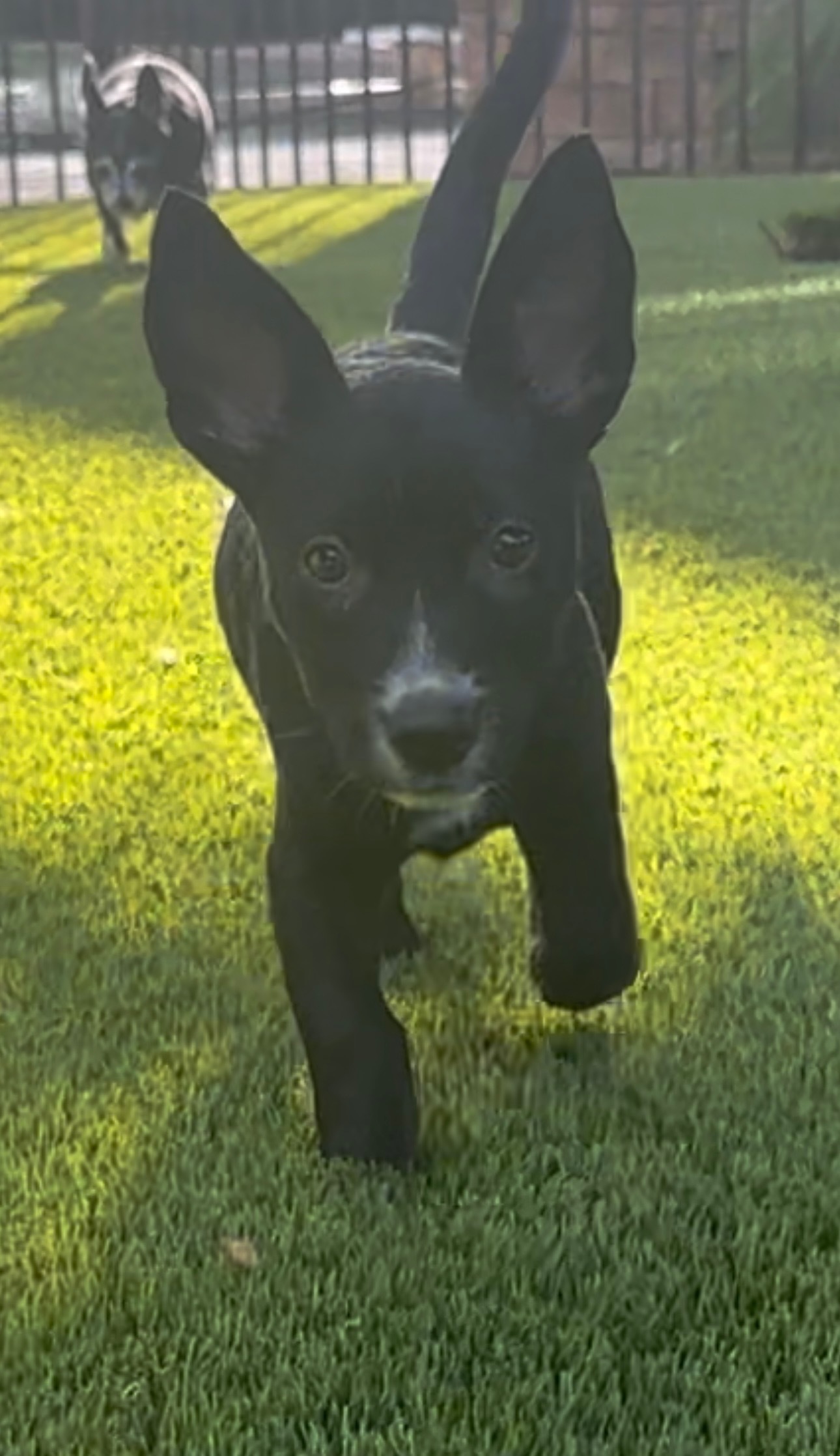 Panda, Adopted, Puppy Female Chihuahua.