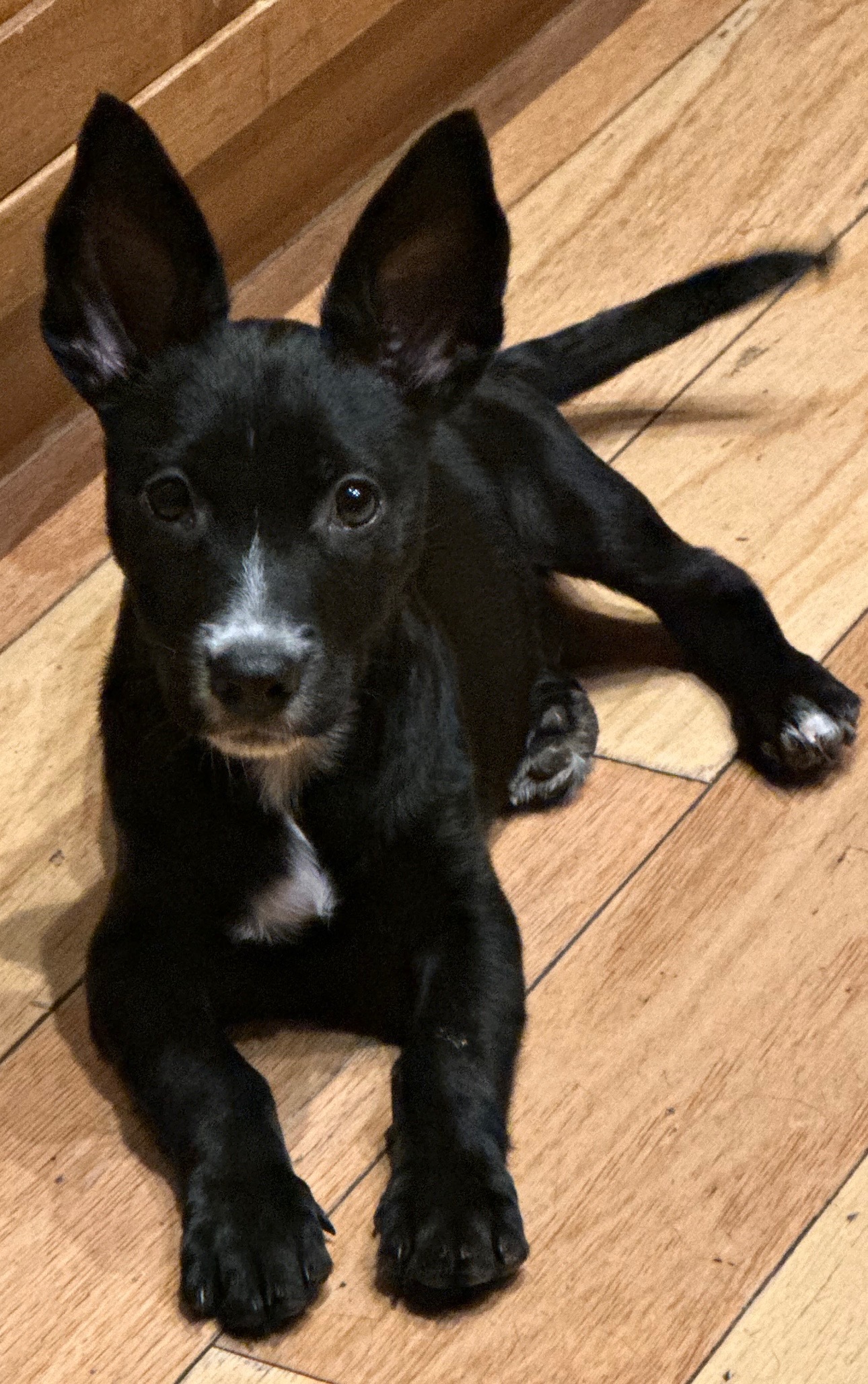 Enlarge Panda, a Adopted mixed breed in SCOTTSDALE, AZ image 2/6