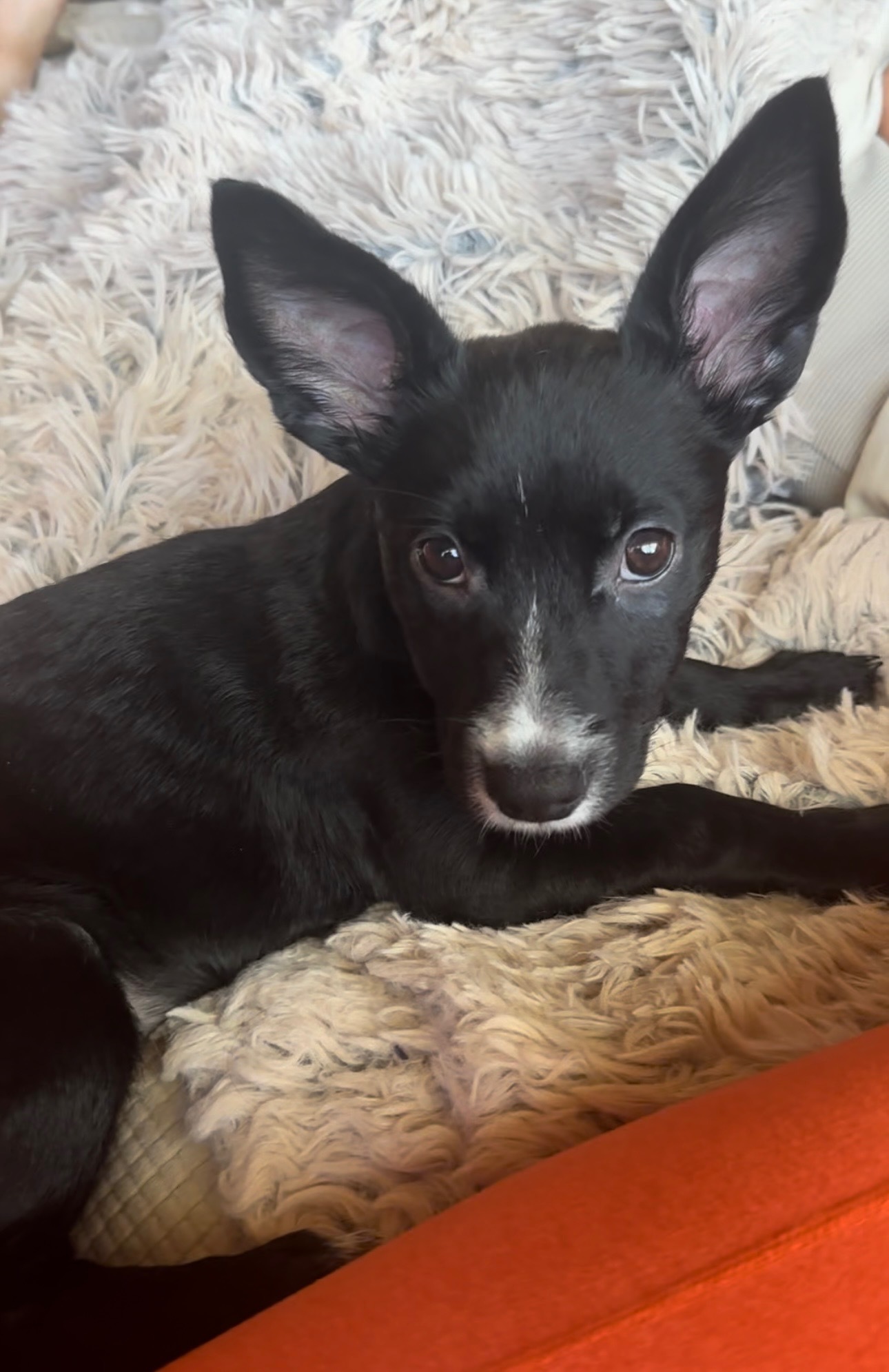 Enlarge Panda, a Adopted mixed breed in SCOTTSDALE, AZ image 3/6