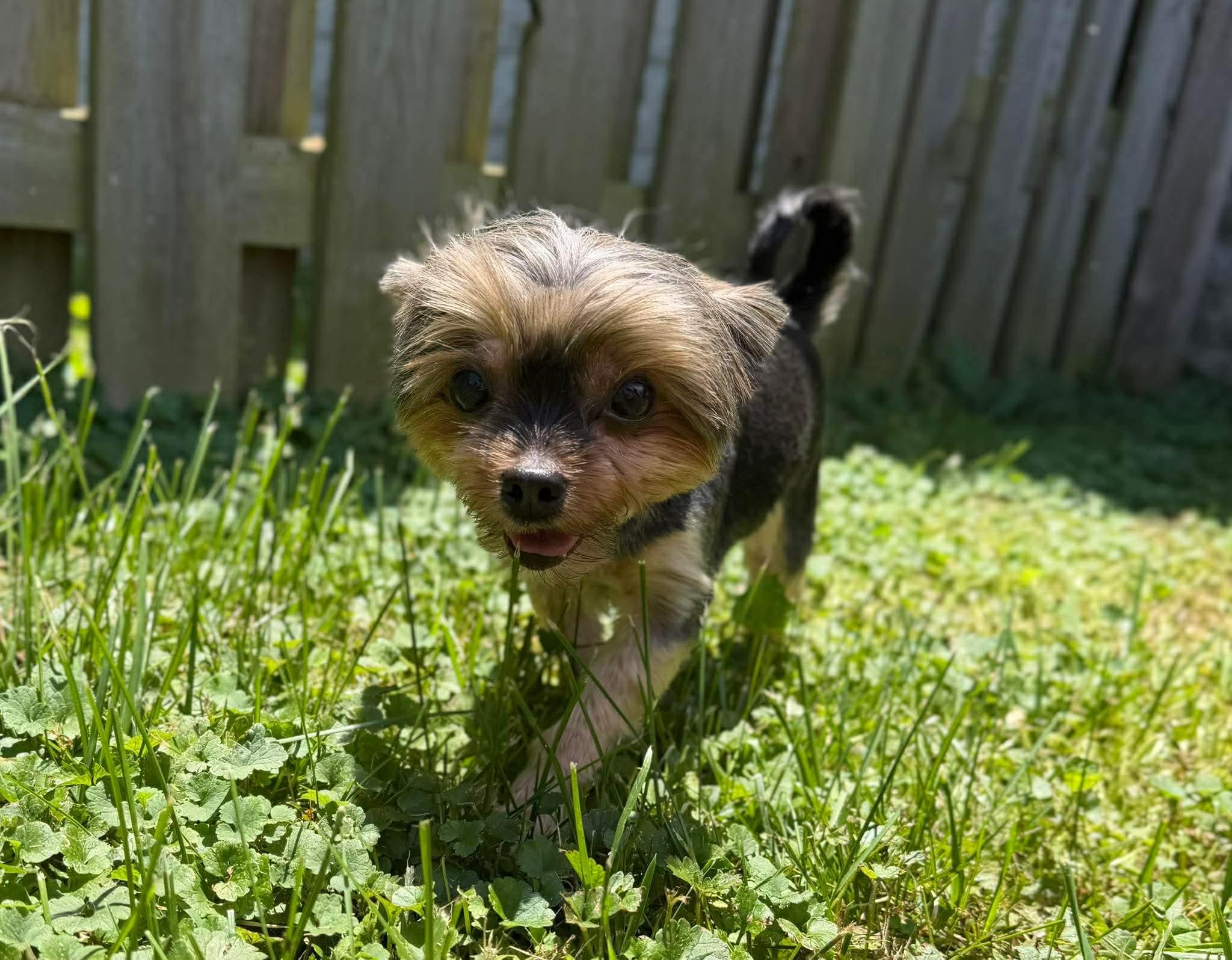 Ella, Adoptable, Adult Female Yorkshire Terrier.