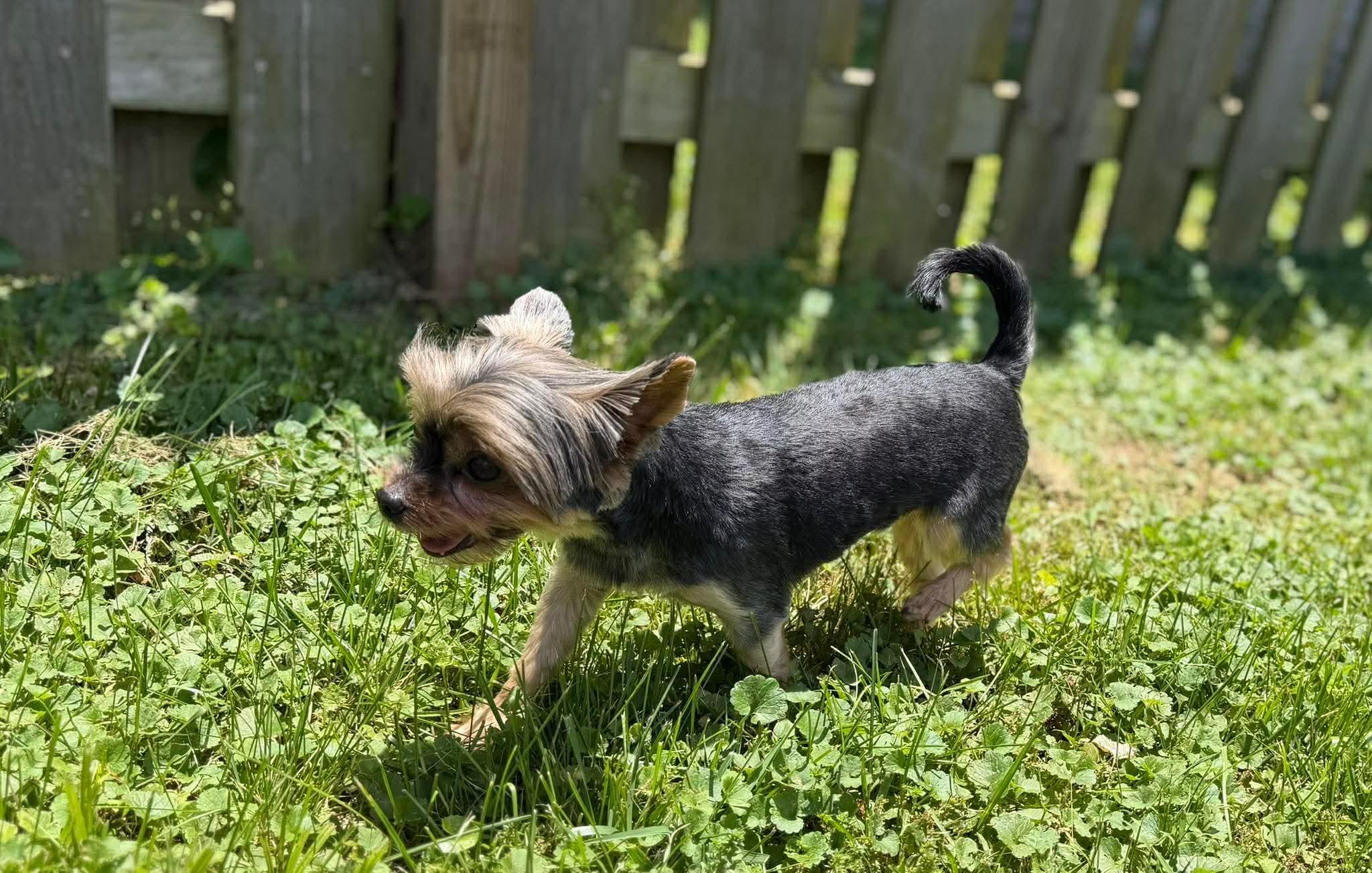 Ella, a Adoptable Yorkshire Terrier in Richmond, KY image 2/4