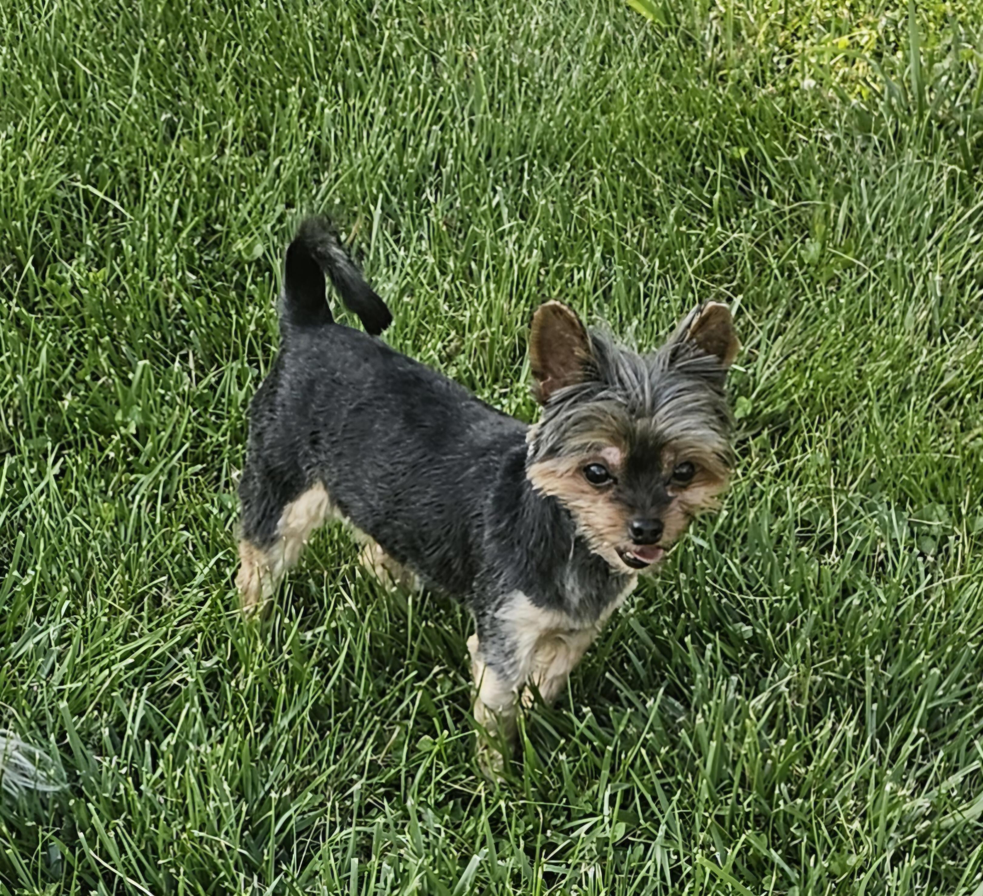 Ella, a Adoptable Yorkshire Terrier in Richmond, KY image 3/4