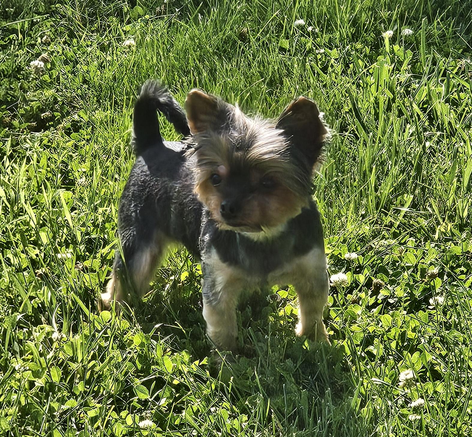 Ella, a Adoptable Yorkshire Terrier in Richmond, KY image 4/4