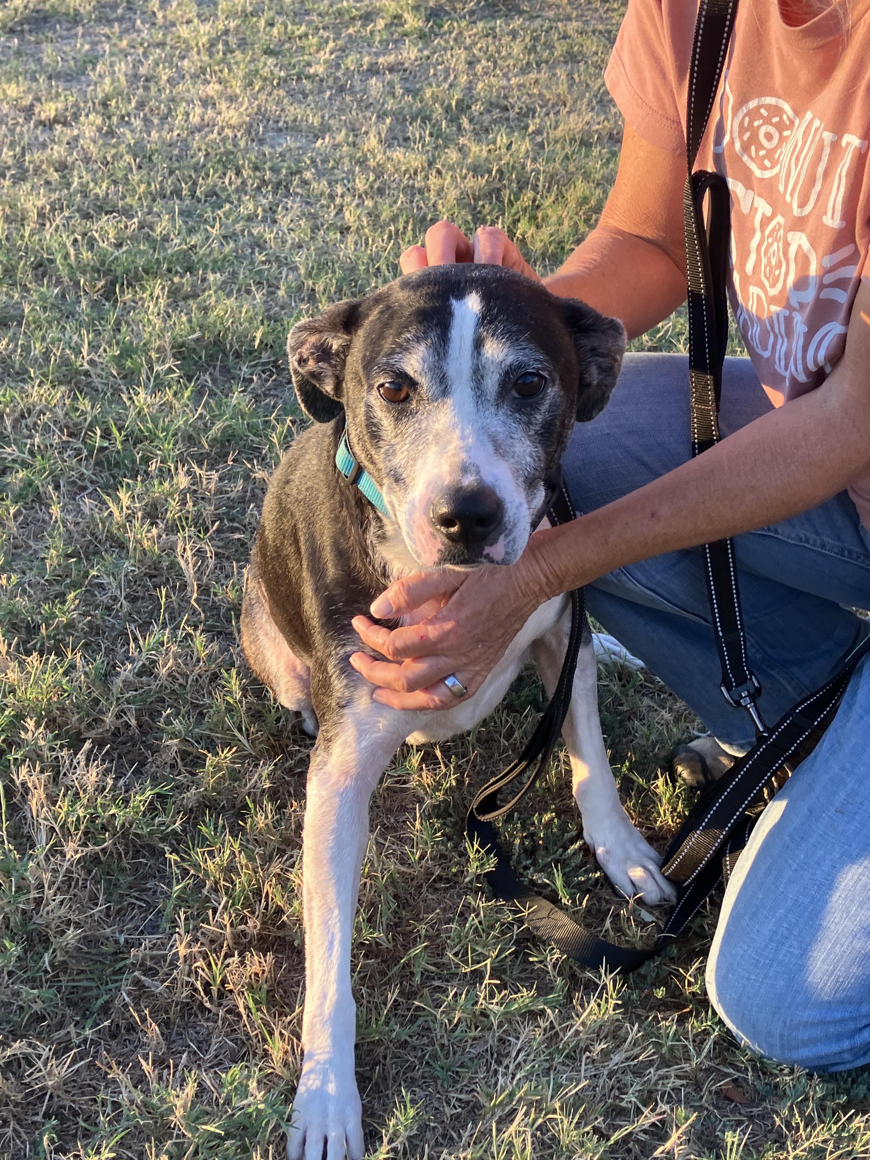 Enlarge DOMINO-Gentle Soul, a Adoptable mixed breed in Granbury, TX image 3/6